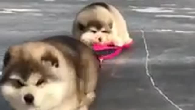 Cute And Funny Cats vs Dog Video compilation 2021