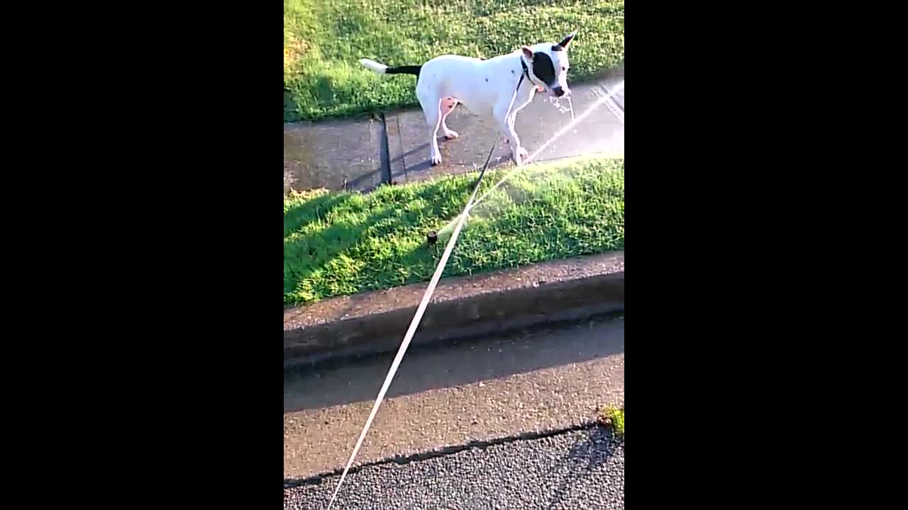 Dog Discovers Sprinkler For The First Time