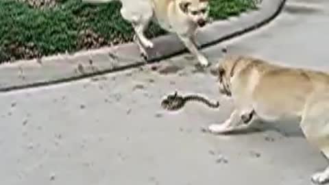 dogs vs. snake - youtube