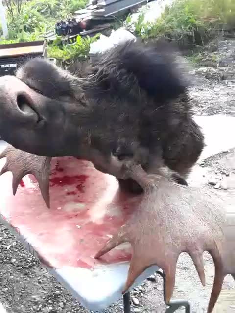 Decent rack n meat😎🤙