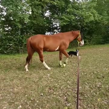 Border Collie happily walks alongside his horse best friend
