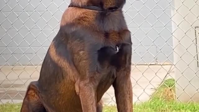 Biggest Black German Shepherd in The world