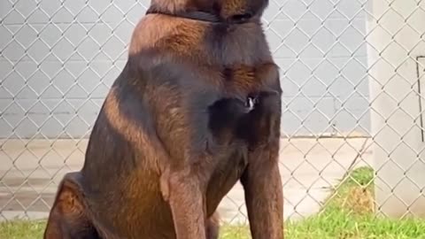 Biggest Black German Shepherd in The world