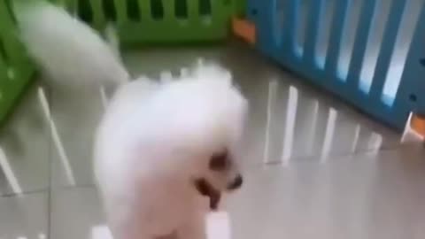 Cute Dogs 🐕 funny dance video #shorts
