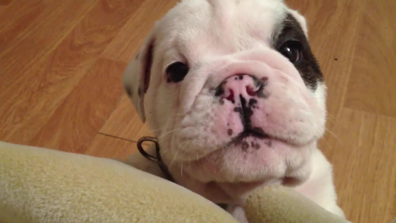 Bentley the Bulldog Puppy is fussy