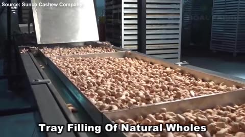 How Asian Farmer Harvesting Cashew Nuts and Processing in Modern Factory - Cashew Farming Technique