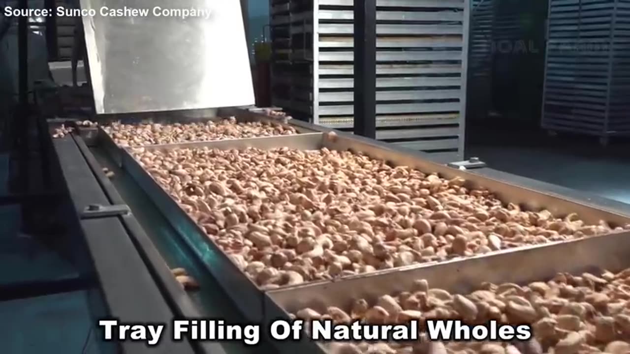 How Asian Farmer Harvesting Cashew Nuts and Processing in Modern Factory - Cashew Farming Technique