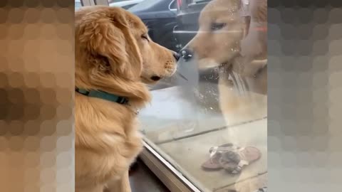 The dog kisses his reflection in the glass, but then he realizes