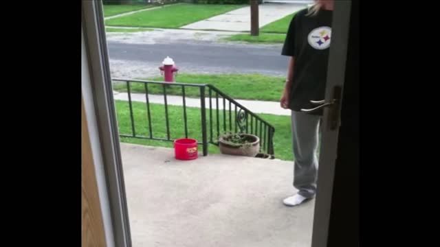 Glassless Screen Door Fools Dog