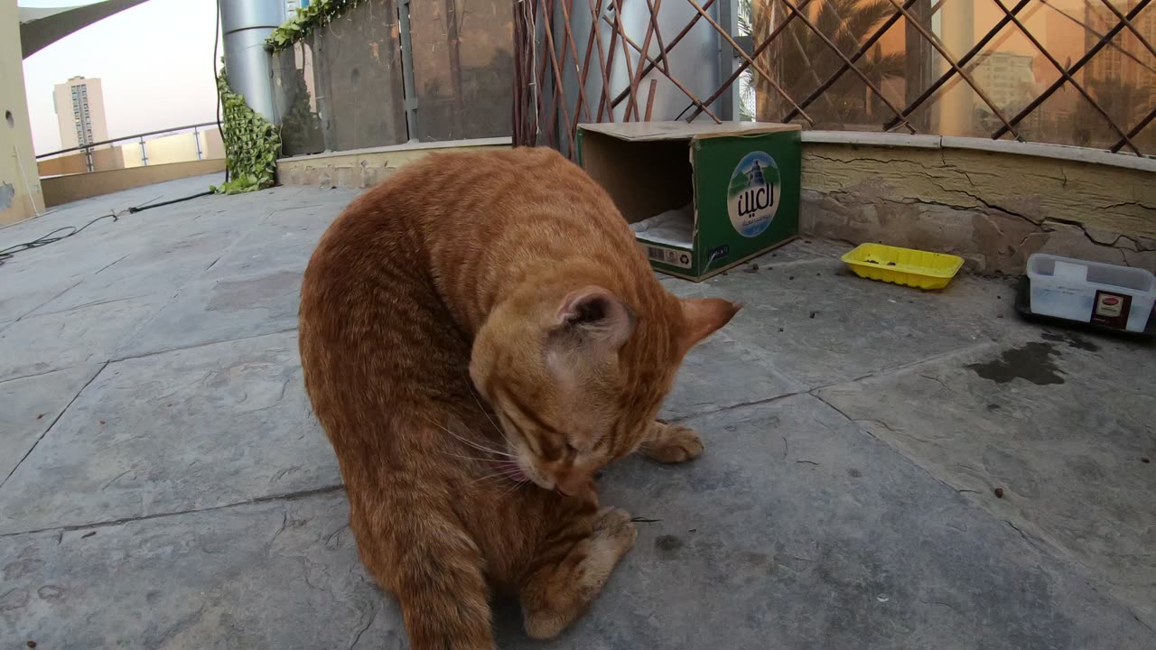 Homeless cat in Ras Al Khaimah, UAE: CHRIS MARTIN #cat #cats #ChrisMartin #pet #ae #UAE #pets #viral