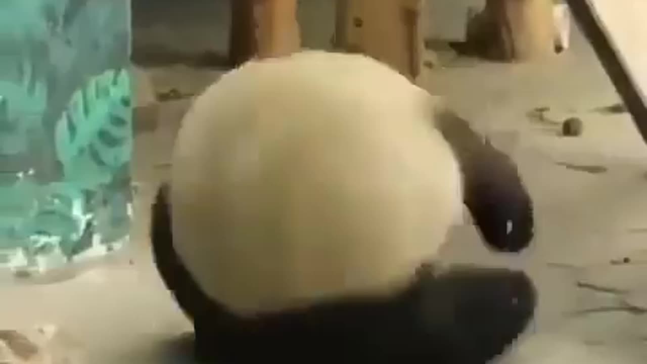 Funny Panda 🐼