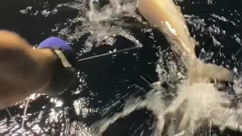 Some of the sharks we accidentally catch at night off South Florida