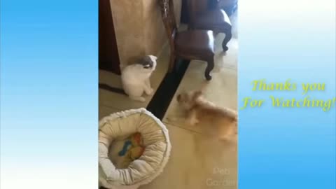 funny trickster dog