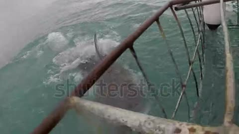 Great white shark breaches with mouth wide open showing all the way down her throat