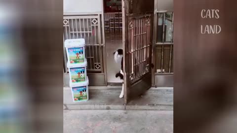 Omg 😱😱😱funny cat play