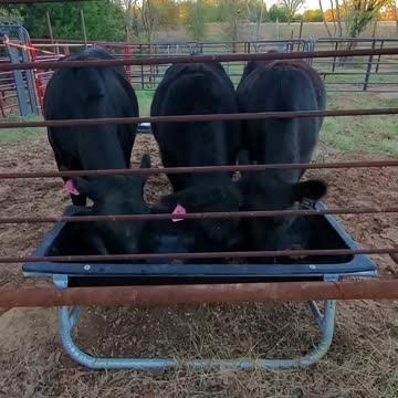 11.25.2020 Cows at work! Smith Ranch Texas