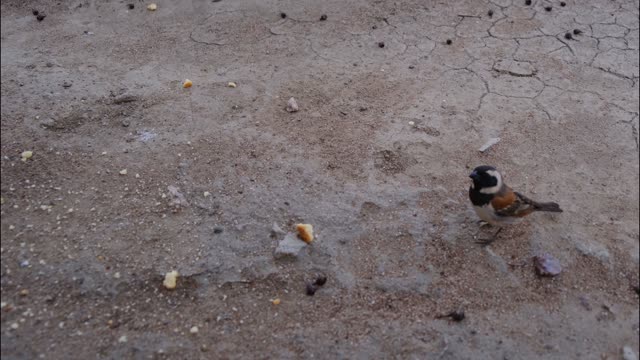 Birds Eating Food from Ground