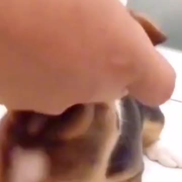 🤣 Ears Are Too Long To Bite 🤣 #shorts