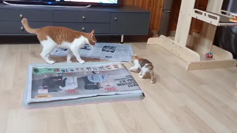 A very small kitten is playing tricks.