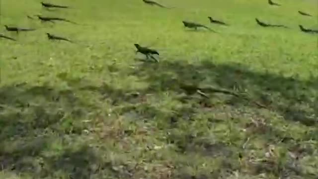 Iguanas Running Away in the Same Direction on Grass