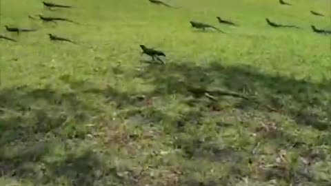 Iguanas Running Away in the Same Direction on Grass