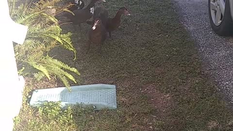 Muscovy Ducks coming to explore my yard!