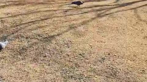 Pigeons resting in the park