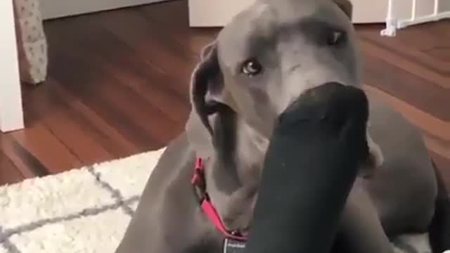 Best Funny Animal Videos 2022 😺 Funny The Great Dane Dog Videos 😁 Funniest Dog Videos 😁😇