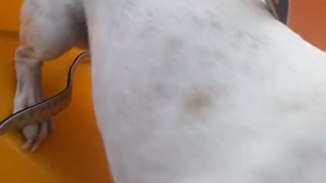 DOG TIME TUNE