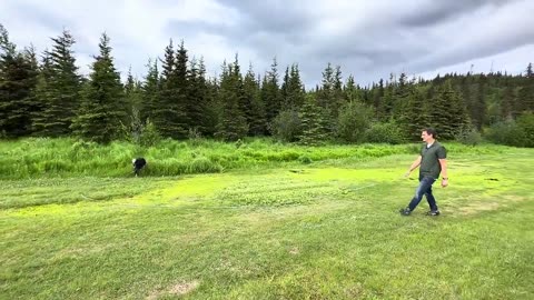How to Stop Pulling: Don't Fall for the Leash Training Lie