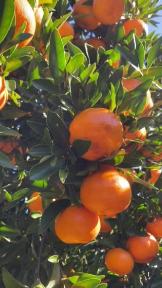 Mandarin picking at wiseman bay