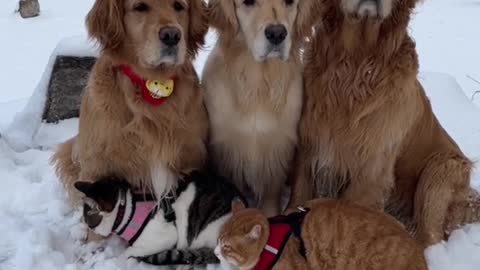 Guess what the dogs are thinking