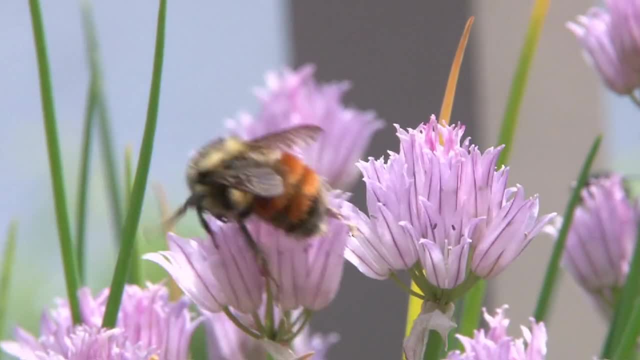 Busy Bee On Flowering Chives