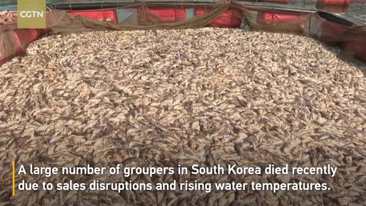 More than 1 million fish die in South Korea - CGTN