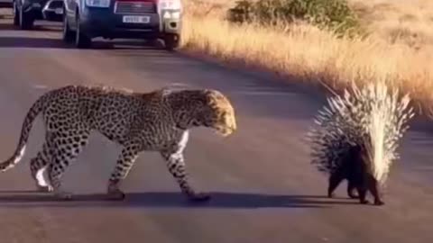 Leopard hit by porcupine