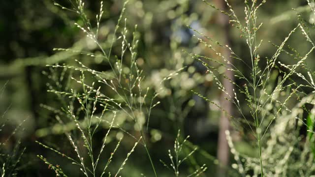 Branches swaying in the wind