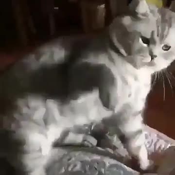 How Funny This Cat Is Playing