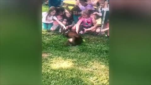 Funny Animals🐵🐔🐶🐷