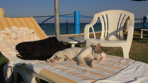 Cat on a beach chair