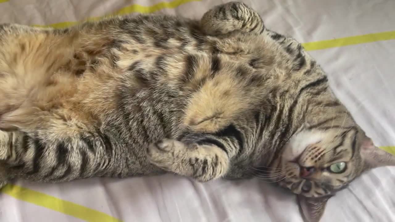 Funny Cats Sleeping in Weird Positions #3