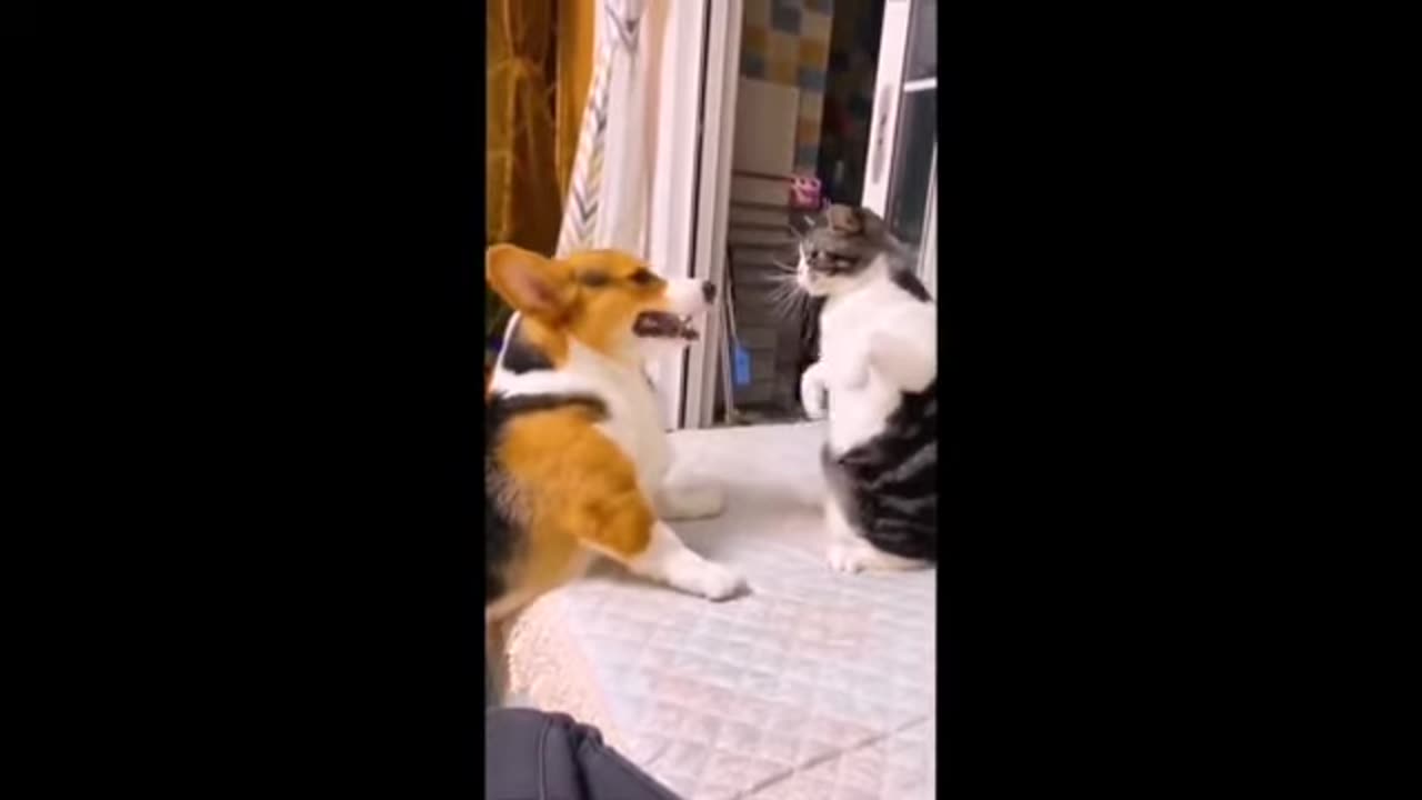 Dog vs. Cat: The Ultimate Tug of War Showdown!