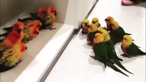 Bird Vs Birds