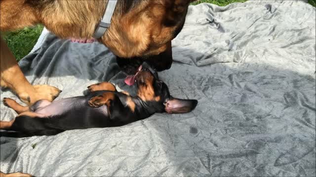 German Shepherd gives puppy a bath