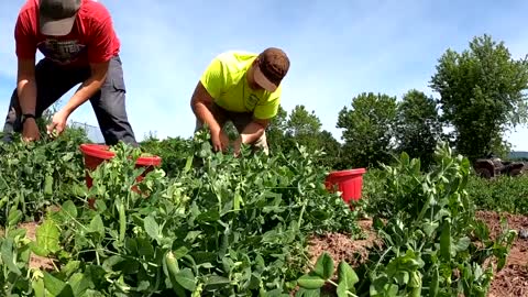 A VEGETABLE FARMERS AMAZING 2021 FROM PLANTING TO HARVEST