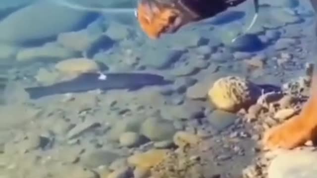 Rottweiler dog attacking fish aggressive mood whatshapp status👿👿👿 #shorts#video