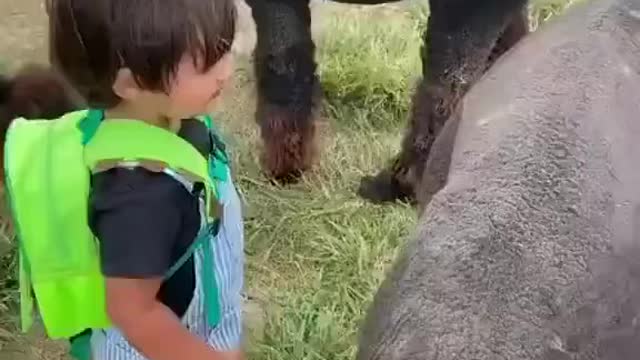 Criança brincando com animais carinhoso