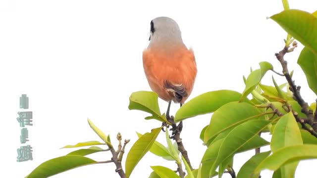 black-collared starling