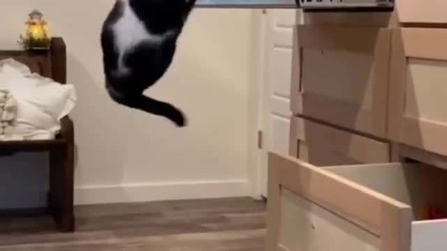 Funny Cats