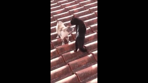 funny cats and dogs