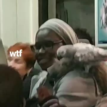 Woman has pet parrot on her shoulder on train